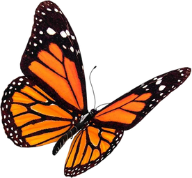 Monarch Orange Butterfly 